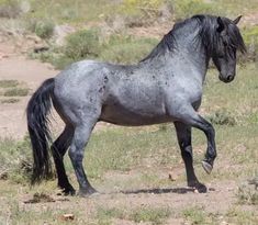 a black and white horse is running in the grass with its tail spread out to the side