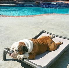 a brown and white dog laying on top of a bed next to a pool