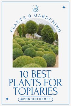 Article about the 10 best plants for topiaries, featuring versatile greenery that can be shaped into stunning sculptures for elegant landscapes.