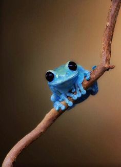 a blue frog sitting on top of a tree branch