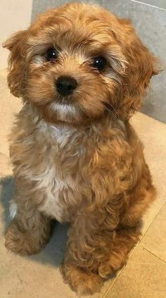 a small brown dog sitting on top of a tiled floor