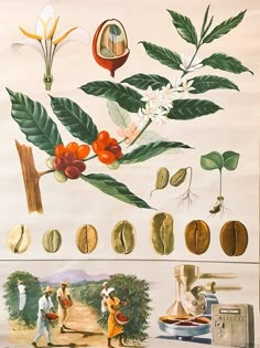 an illustration of different types of plants and flowers