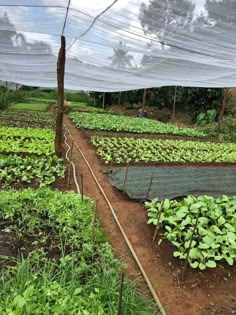 an outdoor garden with lots of plants growing in the ground and netted area to protect them from rain