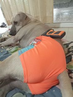 a large dog laying on top of a bed wearing an orange shirt and blue pants