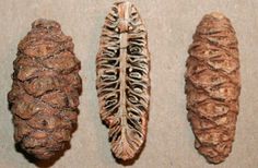 three different types of pine cones are shown in this image, one is brown and the other is white