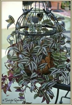 a bird cage filled with lots of green and purple plants on top of a table