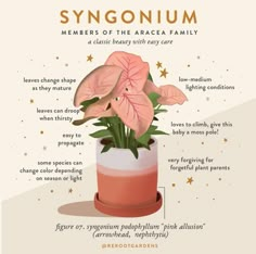 a pink flower in a white and red vase with information about the parts of a synonium