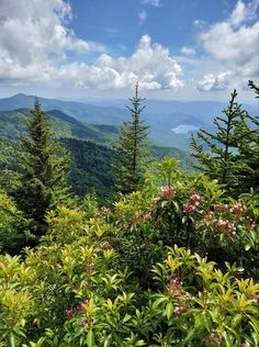 the mountains are covered with trees and flowers in the foreground, under a cloudy blue sky