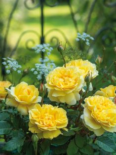 several yellow roses are blooming in the garden