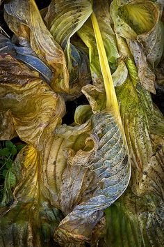 some very pretty looking plants with leaves on them