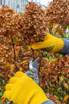 Pruning Plants, Hydrangea Tree, Fall Hydrangea, Limelight Hydrangea