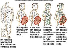 the diagram shows different types of human body cells and their functions in each section of the body