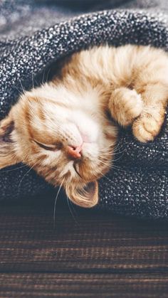 an orange and white cat laying on top of a blanket