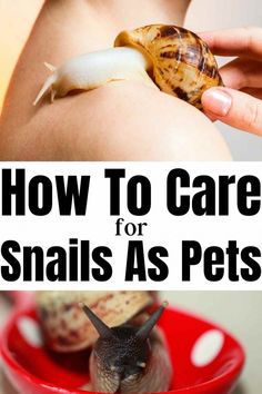 how to care for snails as pets with text overlay that reads, how to care for snails as pets