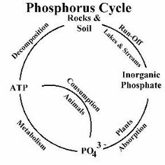 the phospherus cycle diagram with its major phases