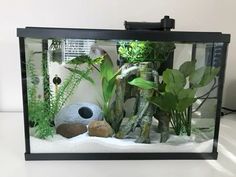 an aquarium with plants and rocks in it