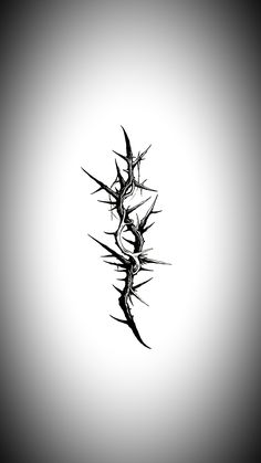 a black and white photo of a plant with long stems in the middle of it