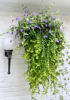 a green plant hanging from the side of a white brick wall next to a street light