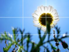 a white flower with yellow center in front of blue sky