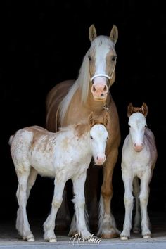 three horses standing next to each other in front of a black background and one horse has white hair on it's head