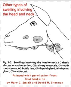 the instructions for how to draw a dog's head and neck, including an image of