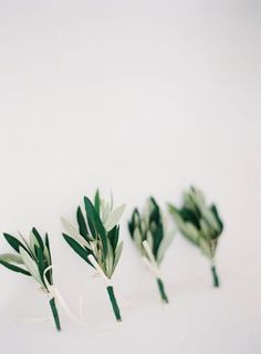 four flowers are arranged in the shape of leaves