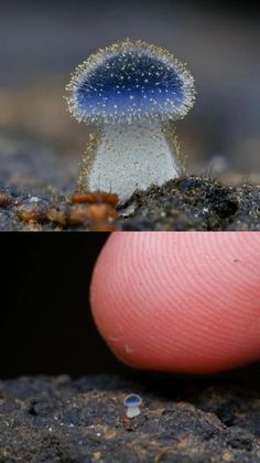 an image of a blue and white mushroom on the ground next to a pink object