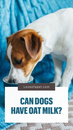 Is It Bad For Dogs To Drink Oat Milk? Oat Milk, For Dogs, Oats, Milk, Benefits, Diet