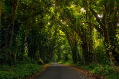 the road is lined with trees and plants on both sides, leading into the distance