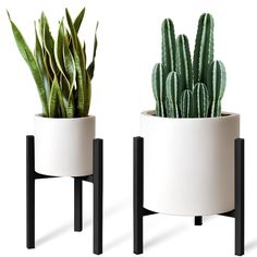 two potted plants sitting next to each other on top of black stands with white walls