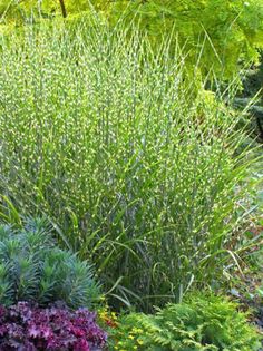 a potted planter filled with lots of plants