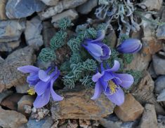 some purple flowers are growing out of the rocks