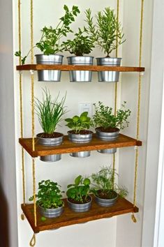 several potted plants are displayed on three tiered shelves