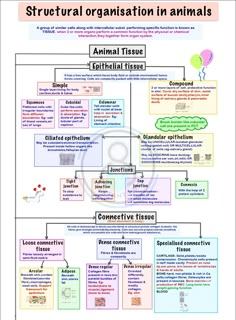 Biology best mindmap Class 11 Biology Notes Animal Tissue, Animal Tissue Class 11 Short Notes, Class 11 Zoology Notes, Animal Tissue Mind Map, Animal Tissue Biology Notes Neet, Epithelium Tissue Notes, Cockroach Notes Neet, Animal Tissues Notes, Class 9 Science Notes Biology Tissue