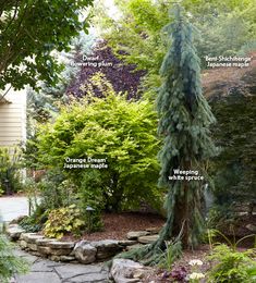 the different types of trees and shrubs are shown in this garden design, including evergreens,