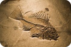 a fish skeleton is shown on the ground in this image, it appears to be fossiling