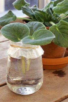 two potted plants sitting on top of a wooden table next to eachother