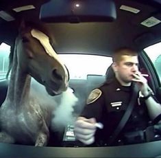 Police Horse, Silly Animals, Very Funny Pictures, Reaction Images, Playlist Covers