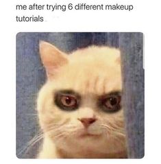 an orange cat looking at the camera with caption that reads, me after trying 6 different makeup tutors syed's