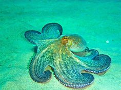 an octopus laying on the sand with its eyes closed