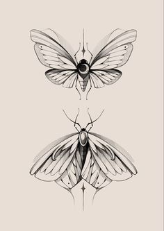 two drawings of moths, one is black and white