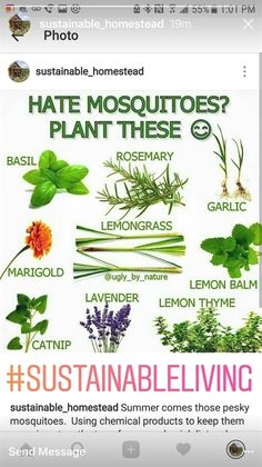 an image of some plants that are on the page with captioning to describe them