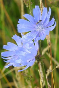 a blue flower with a bee on it