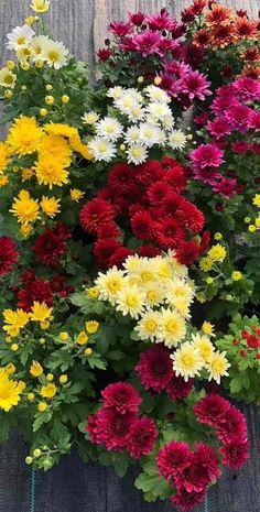 many different colored flowers are in a pot