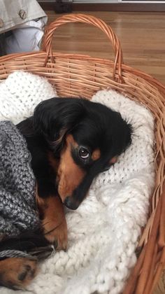 a black and brown dog laying on top of a blanket in a wicker basket