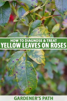 how to diagnose and treat yellow leaves on roses - garden's path