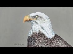 a drawing of an eagle with white and brown feathers on it's head, standing in front of a gray background