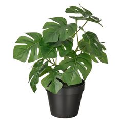 a potted plant with large green leaves