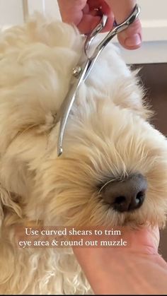 a white dog being groomed by someone using scissors to cut it's fur