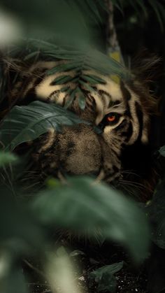 a tiger hiding behind some leaves in the jungle